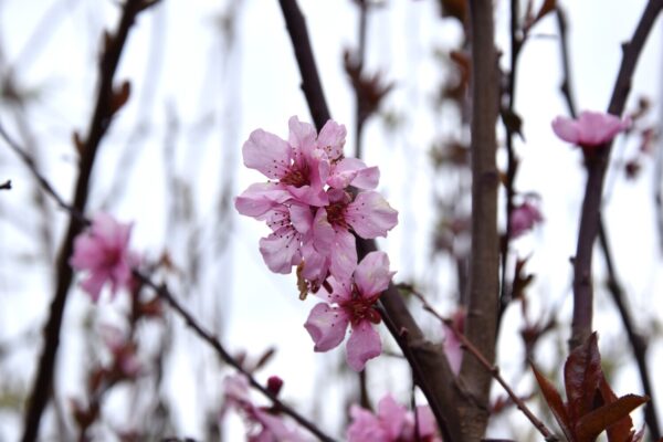 Prunus x persicoides SPRING GLOW