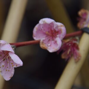 Prunus persica PEREGRINE Säleikkö 150-200
