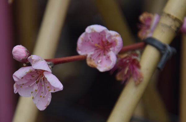 Prunus persica PEREGRINE Säleikkö 150-200