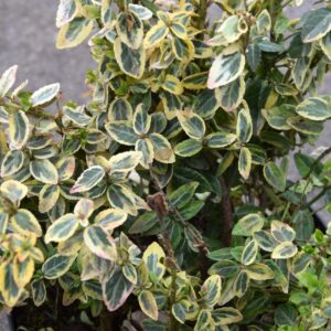 Euonymus fortunei var. radicans Emerald′n Gold