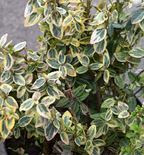 Euonymus fortunei var. radicans Emerald′n Gold