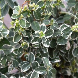 Euonymus fortunei var. radicans Emerald Gaiety