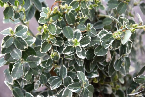 Euonymus fortunei var. radicans Emerald Gaiety