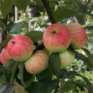 Malus domestica SARIOLA