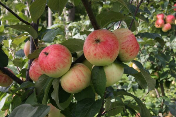 Malus domestica SARIOLA