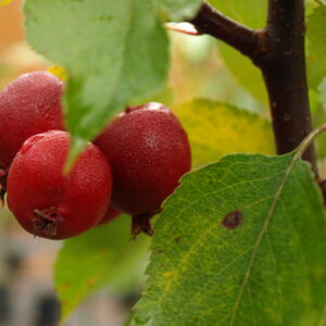 Malus MAKAMIK