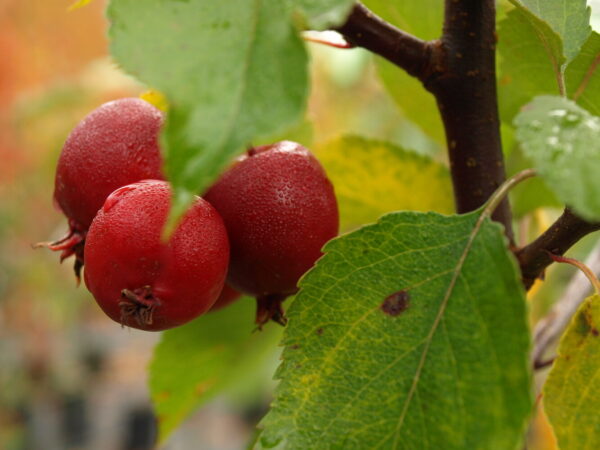 Malus MAKAMIK