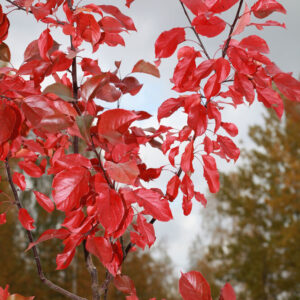 Malus WABISCAW