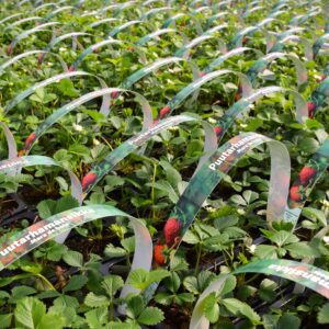 Fragaria x ananassa MARA DE BOIS 6 kpl/pkt