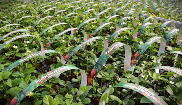 Fragaria x ananassa MARA DE BOIS 6 kpl/pkt