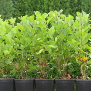 Crataegus grayana