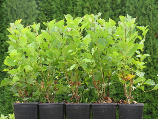 Crataegus grayana