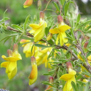 Caragana arborescens