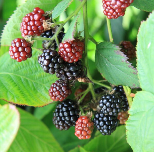 Rubus allegheniensis SONJA