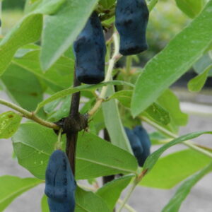 Lonicera caerulea var. kamtschatica DOCZ VELIKANA