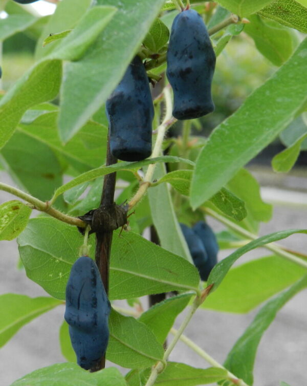 Lonicera caerulea var. kamtschatica DOCZ VELIKANA
