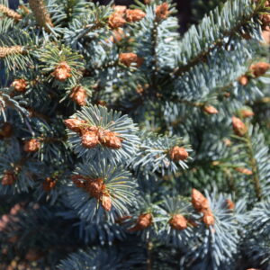 Picea sitchensis SILBERZWERG  Co 7,5 / 20-30