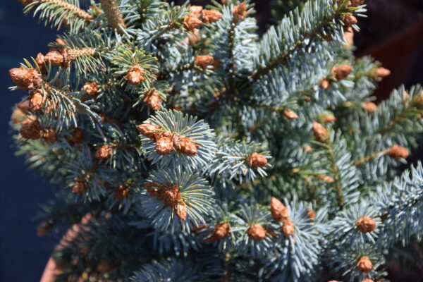 Picea sitchensis SILBERZWERG  Co 7,5 / 20-30