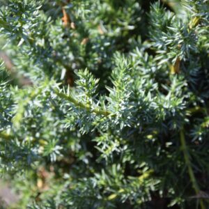 Juniperus chinensis Blue alps
