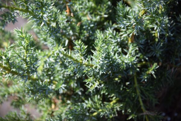 Juniperus chinensis Blue alps