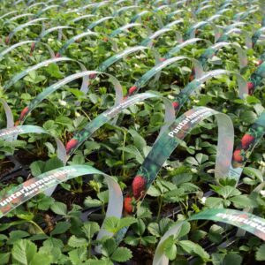Fragaria x ananassa POLKA 6 kpl/pkt
