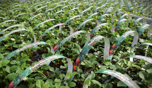 Fragaria x ananassa POLKA 6 kpl/pkt