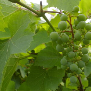 Vitis JUBILEINAJA NOVGORODA