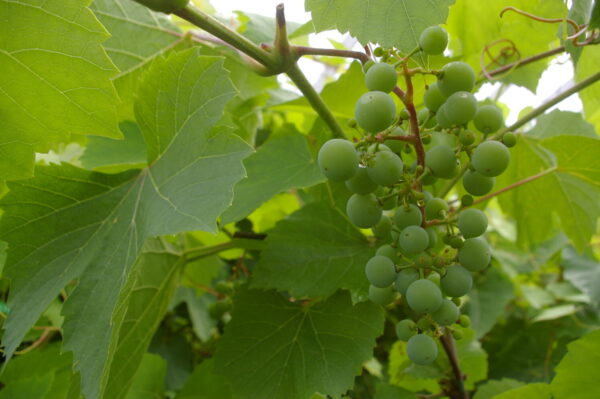 Vitis JUBILEINAJA NOVGORODA