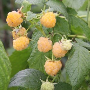 Rubus idaeus FALLGOLD