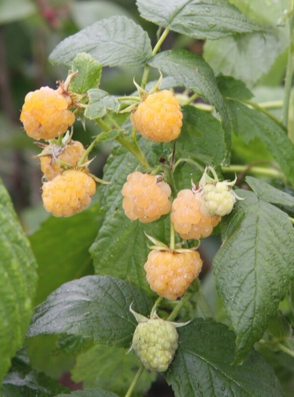 Rubus idaeus FALLGOLD