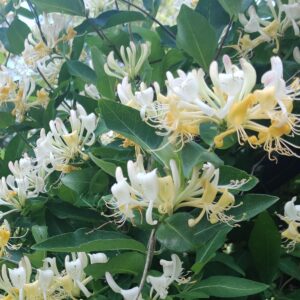 Lonicera caprifolium