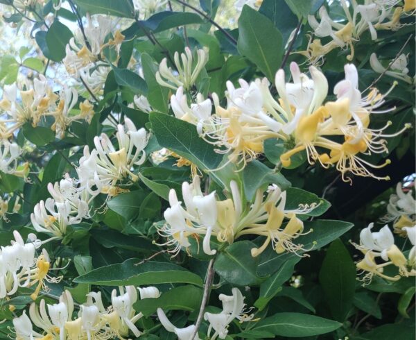 Lonicera caprifolium