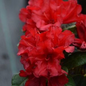 Rhododendron SCARLET WONDER