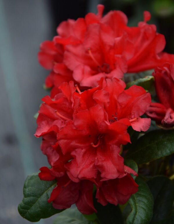 Rhododendron SCARLET WONDER