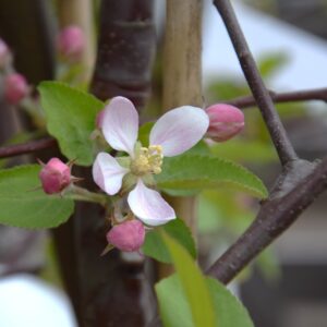 Malus domestica RUBINOLA hk