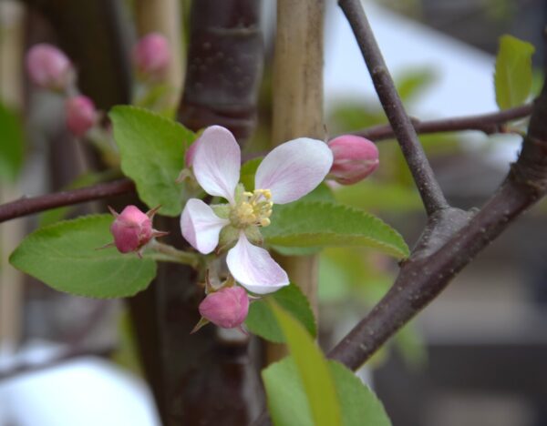 Malus domestica RUBINOLA hk