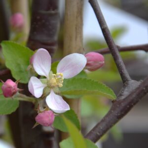 Malus domestica RUBINOLA 6-8 C15