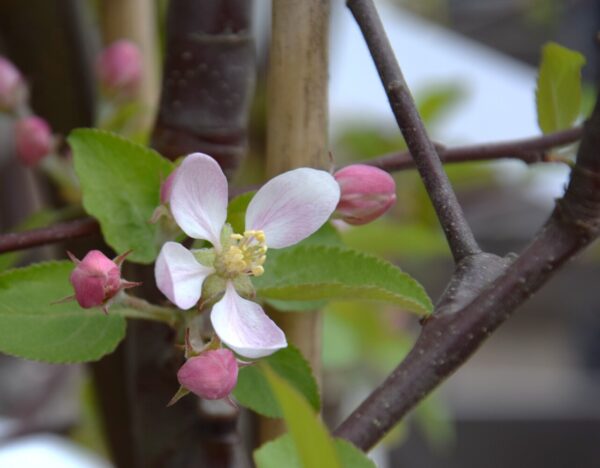 Malus domestica RUBINOLA 6-8 C15