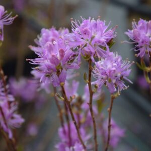 Rhododendron x fraseri