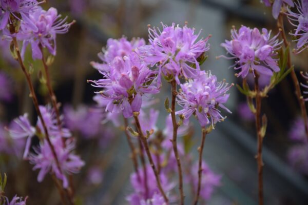Rhododendron x fraseri