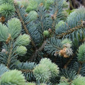 Picea pungens Glauca Globosa