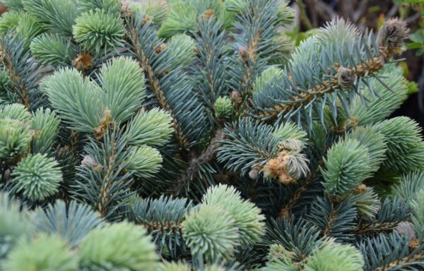 Picea pungens Glauca Globosa