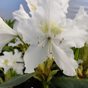 Rhododendron Cunninghams white
