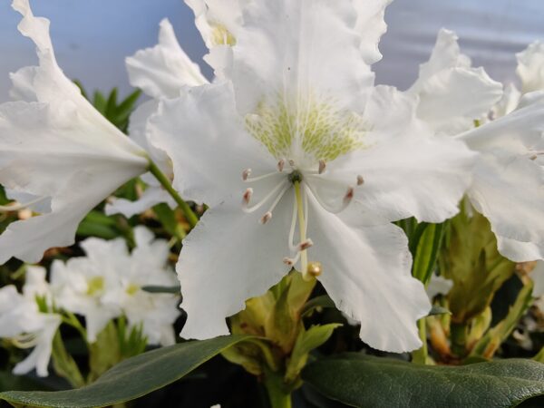 Rhododendron Cunninghams white