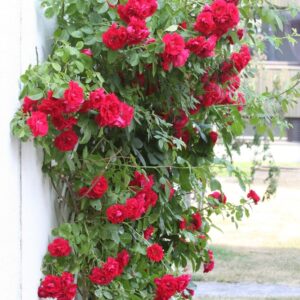Rosa FLAMMENTANZ