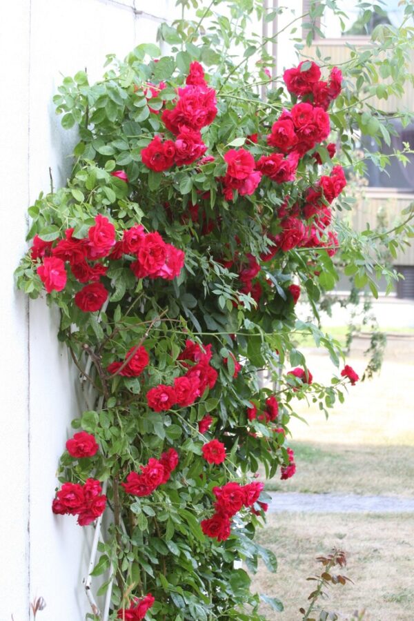 Rosa FLAMMENTANZ