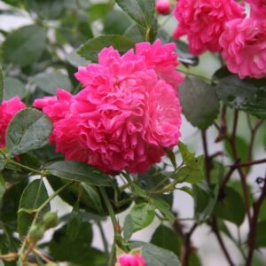 Rosa LOVELY FAIRY