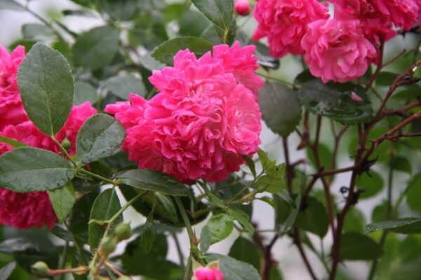 Rosa LOVELY FAIRY