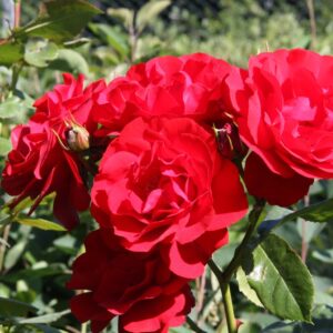Rosa NIINA