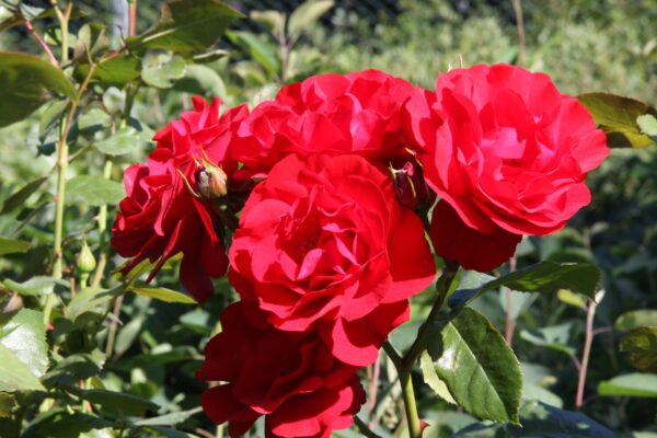 Rosa NIINA
